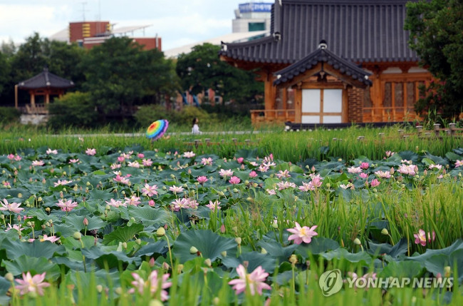 Waves of Lotus Flowers
